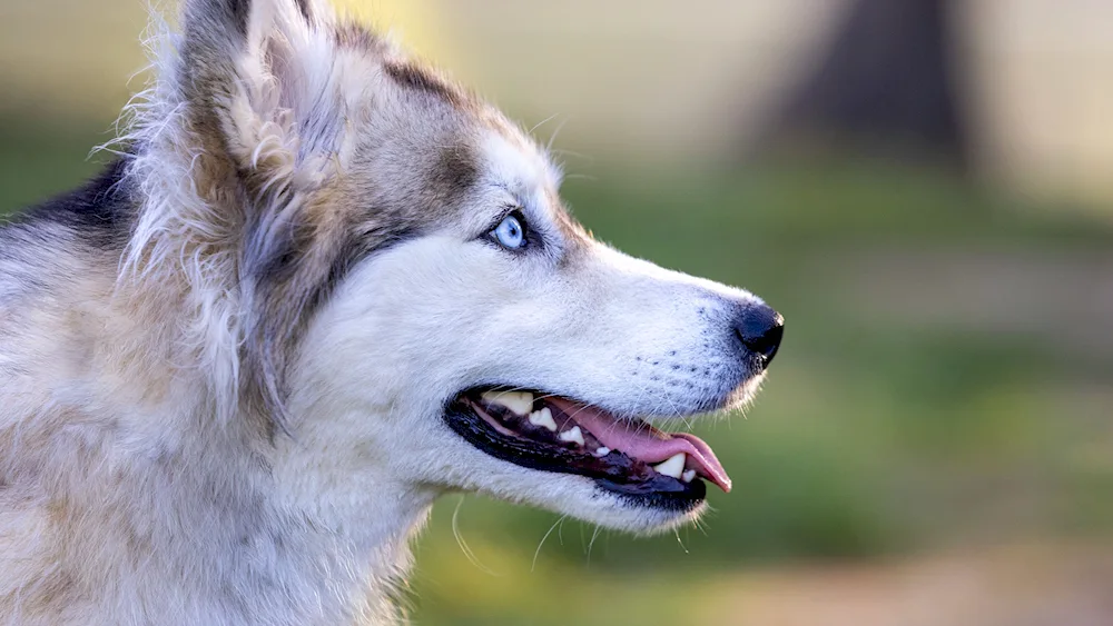 Alaskan malamute