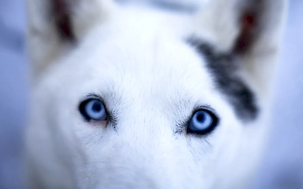 Husky with blue eyes eyes