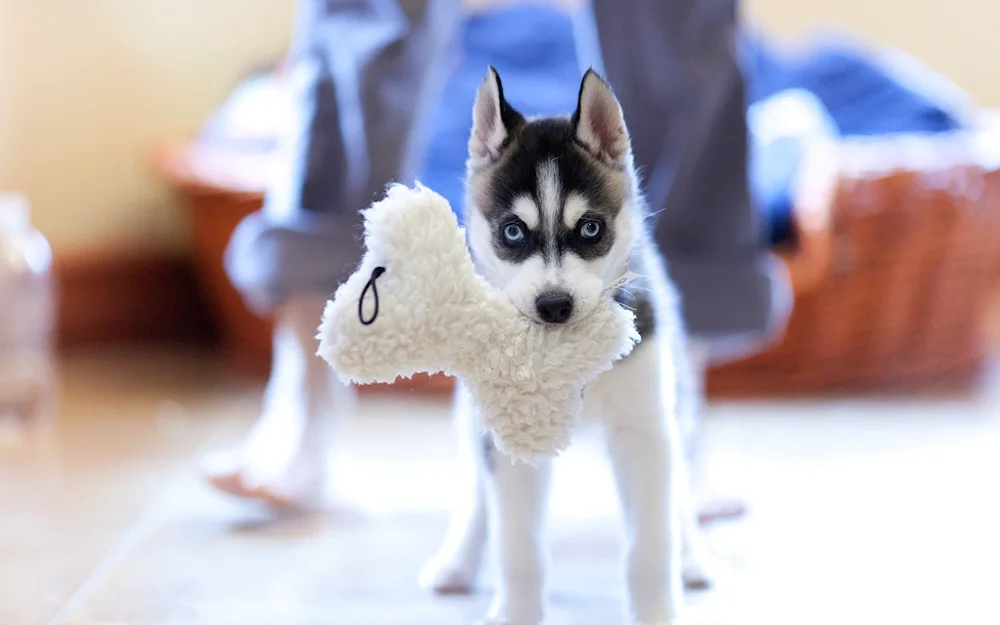 Husky Sapples breed