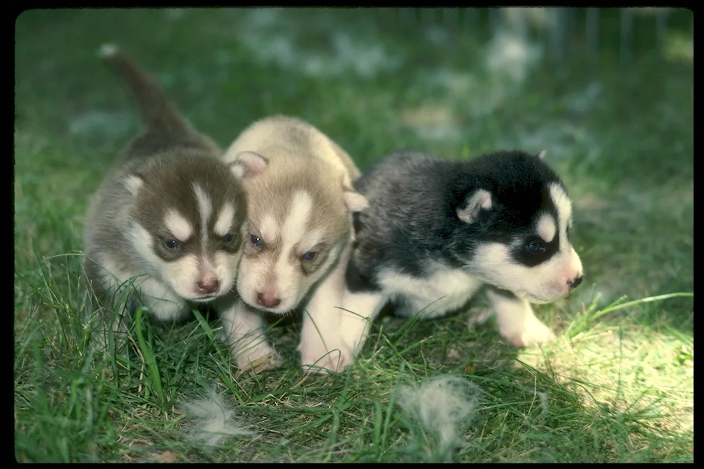 Western Siberian husky Husky