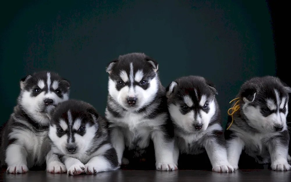 Husky puppy