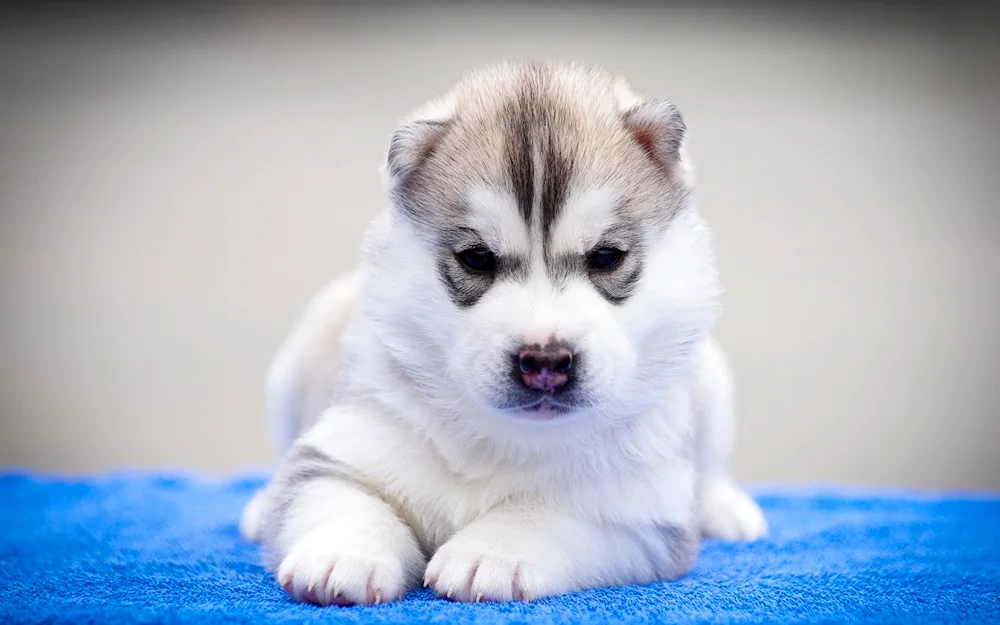 Husky puppy