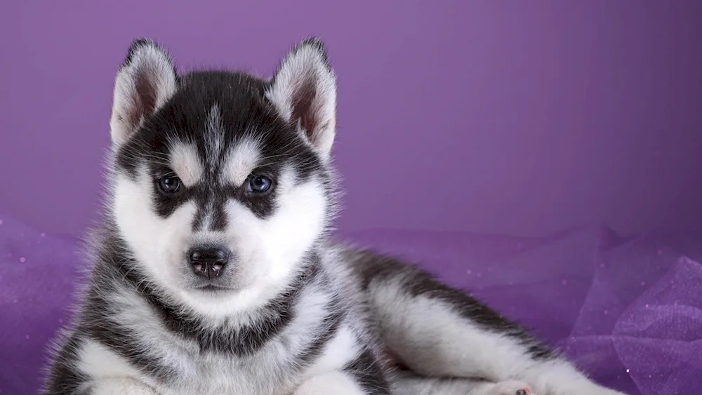 Husky puppy