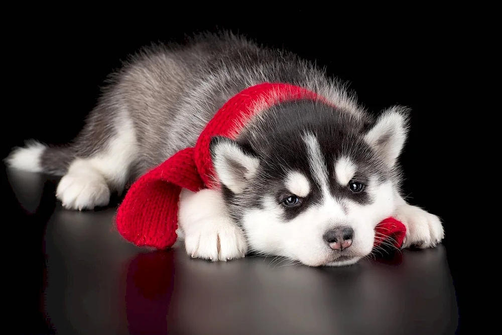 Husky puppy