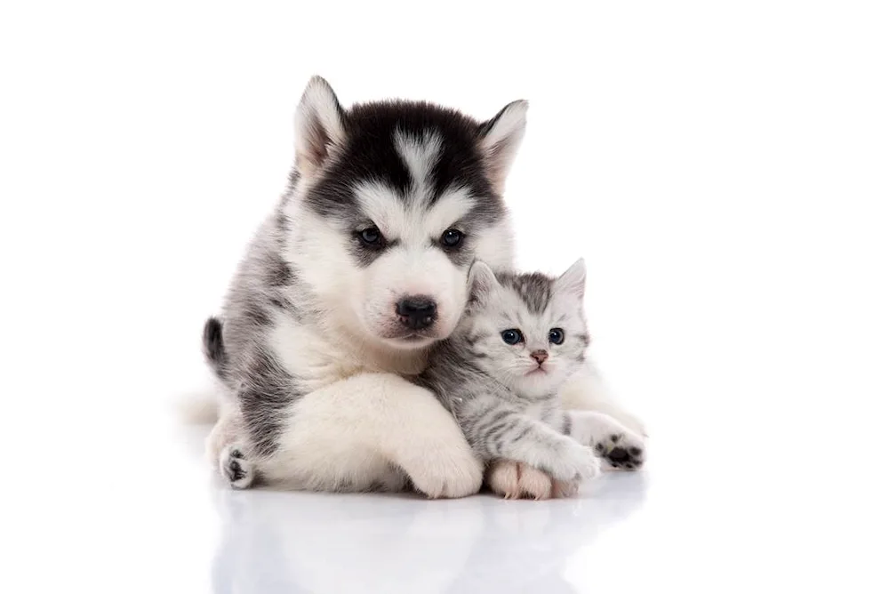 Husky puppy