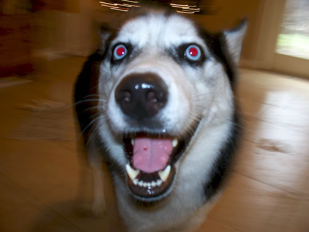 Creepypasta SmileDog