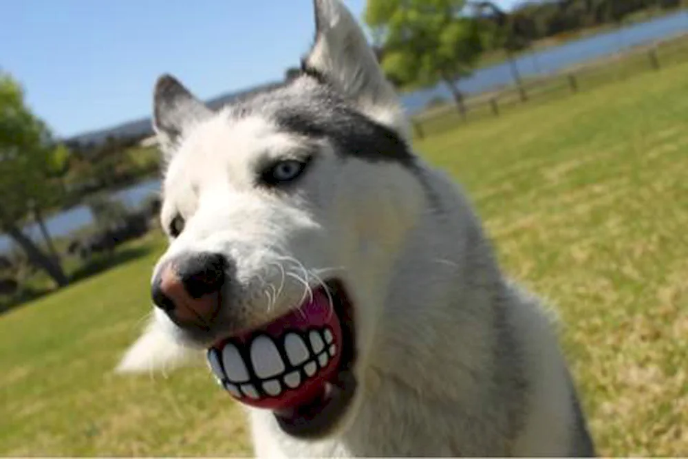 Smile dog fursuit