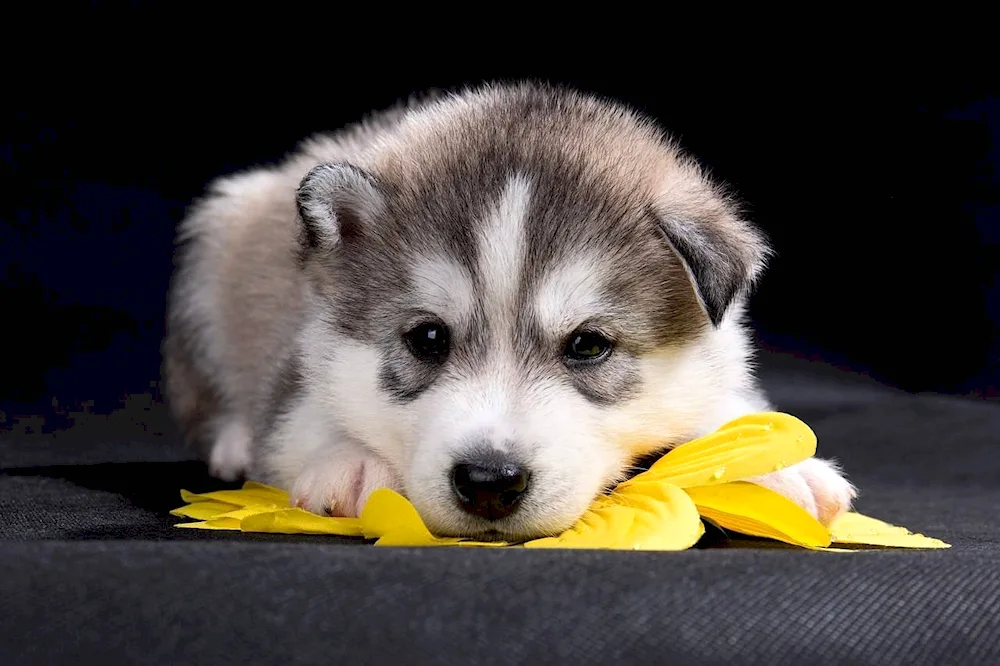 Husky dog puppy