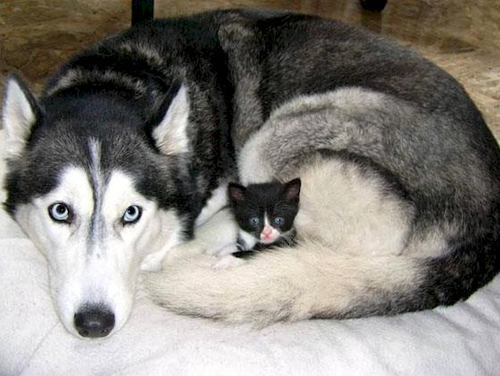 Labrador husky