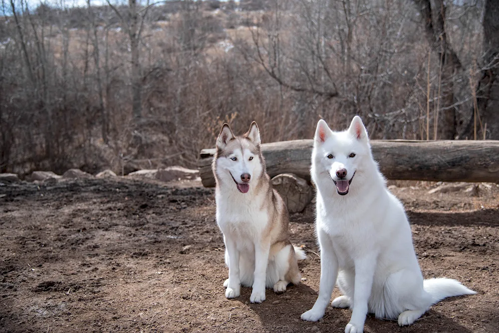 Samoyed dog