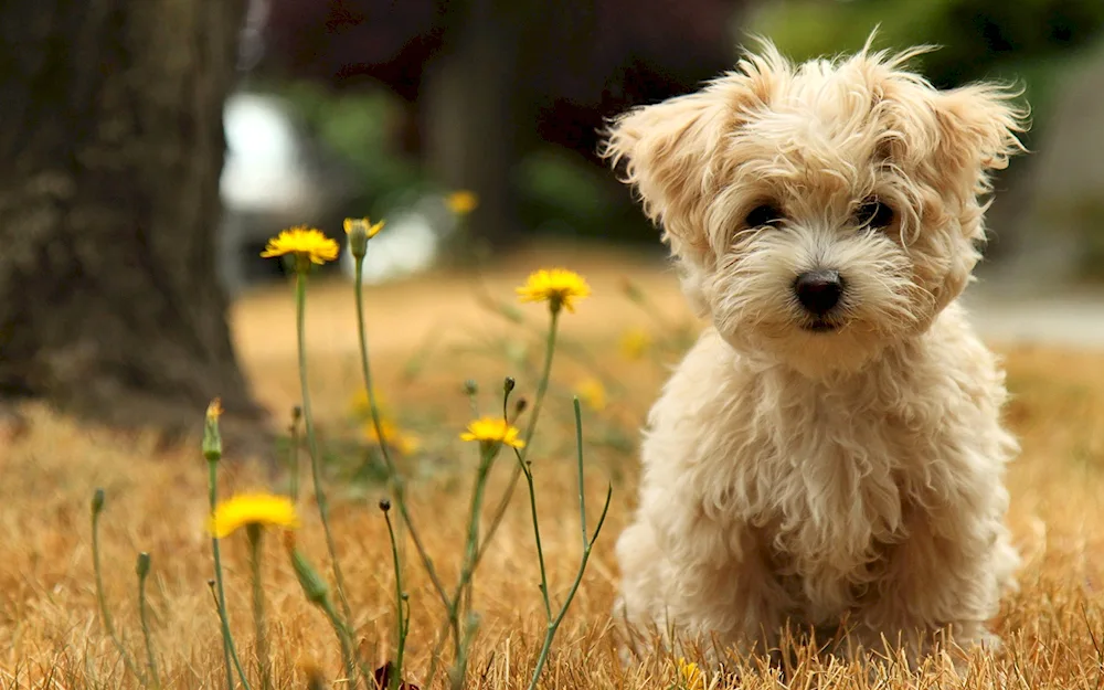 Havanese terrier