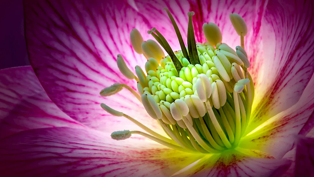 Heleborus macro flower