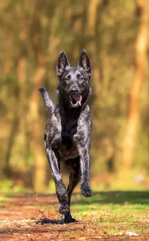 Herder Dutch Shepherd