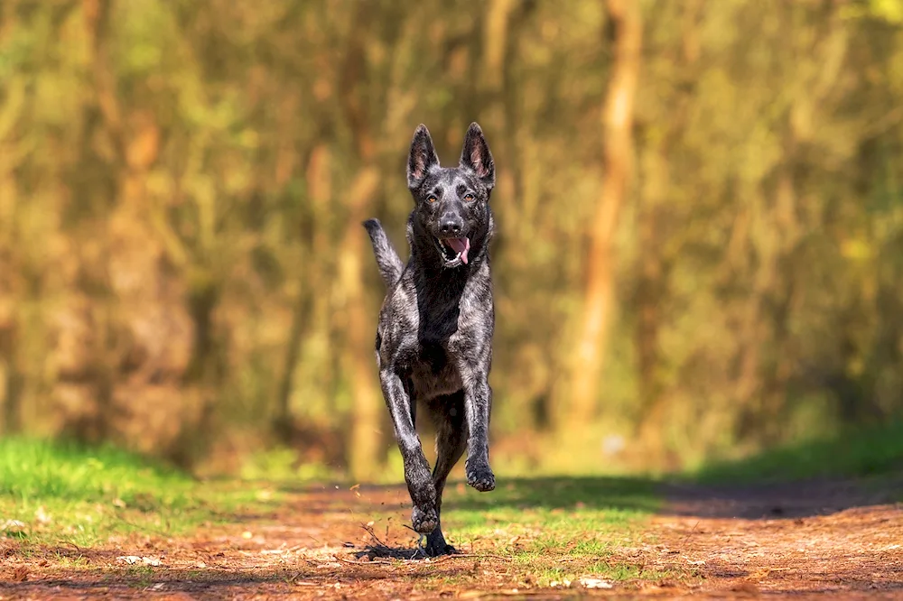 Herder Dutch Shepherd