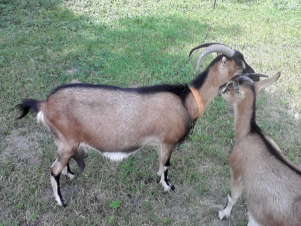 Barbari goat breed.