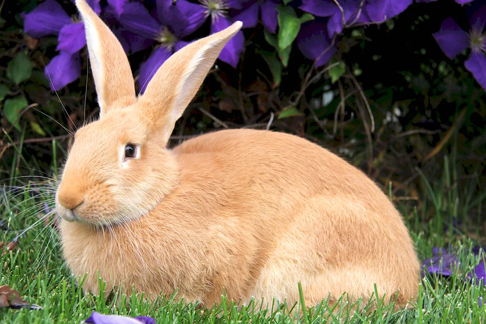 Heather rabbit decorative