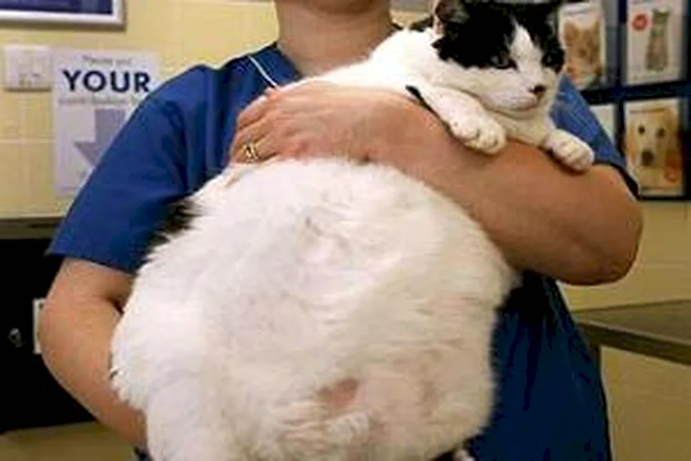 Himmy cat fat