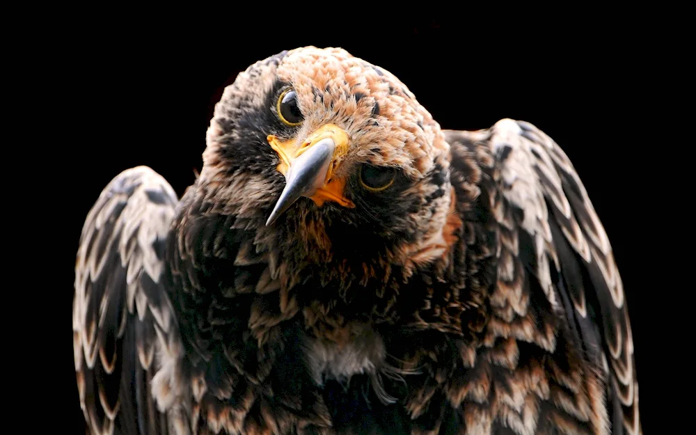 Birds of prey