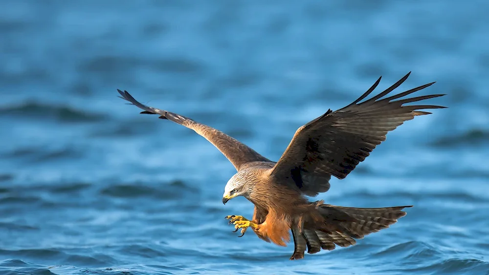Peregrine falcon hawkKorshun