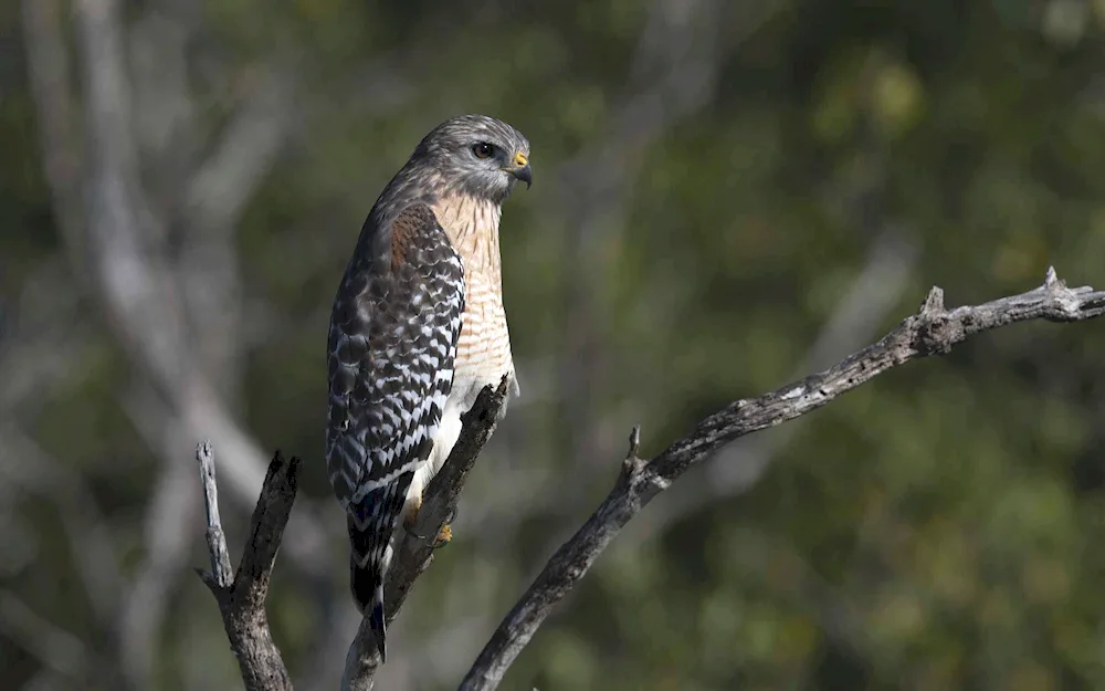 American Owl