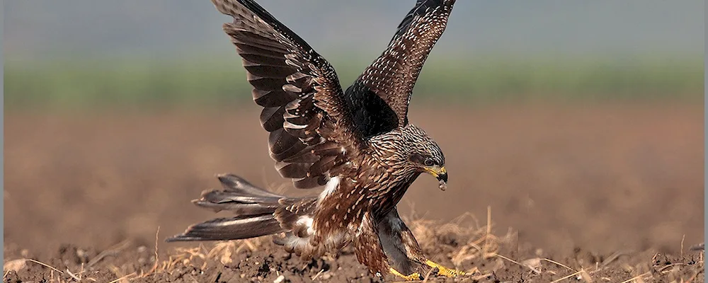 Birds of prey black Kite