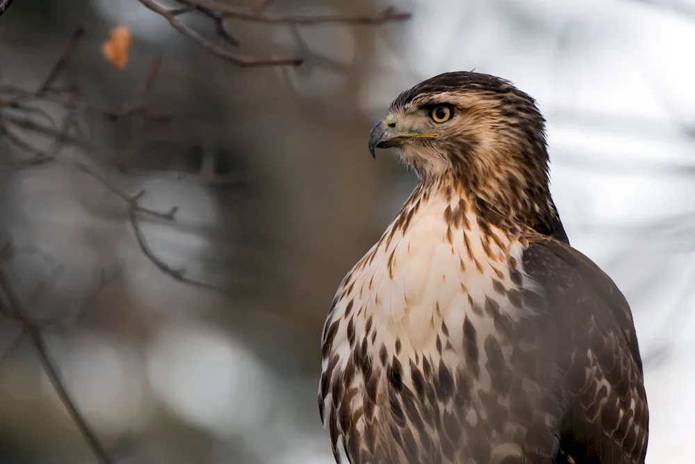 Red-tailed hawk Red-tailed hawk Redwing