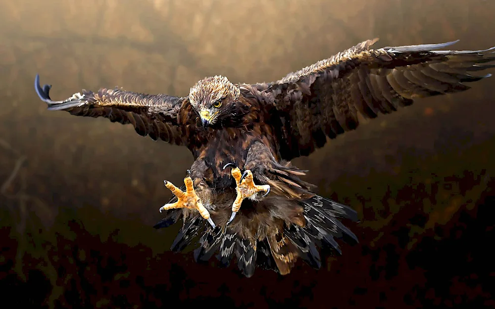Bird in flight