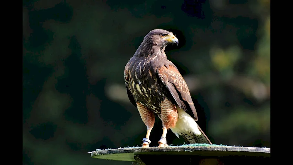 Peregrine Falcon bird of prey