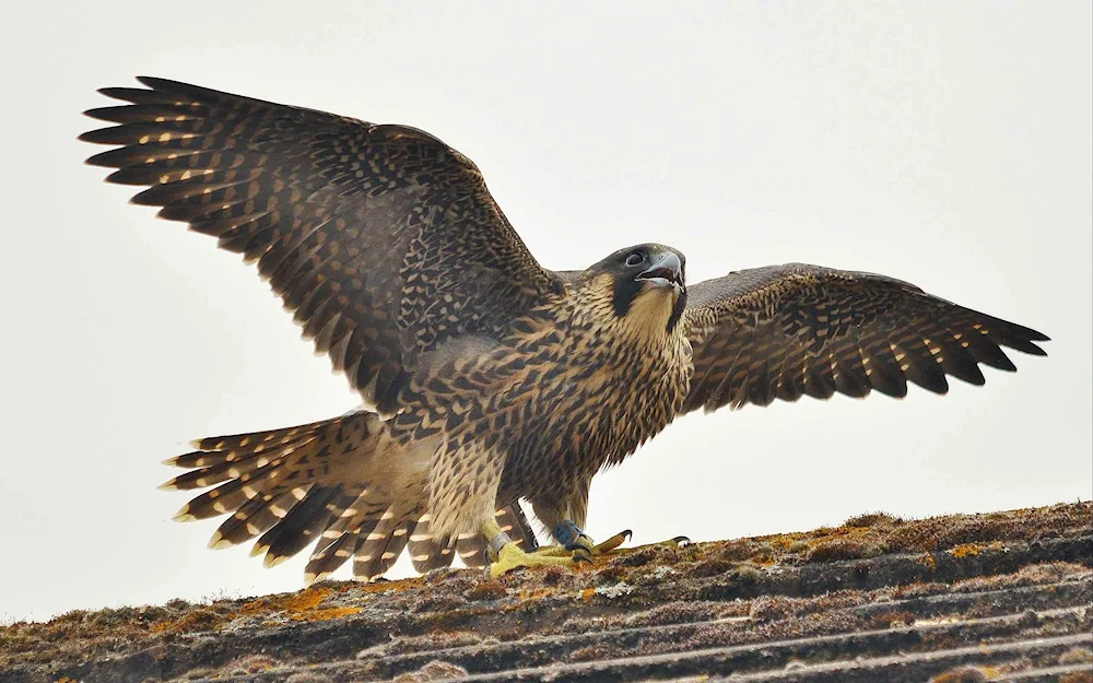 Peregrine Falcon