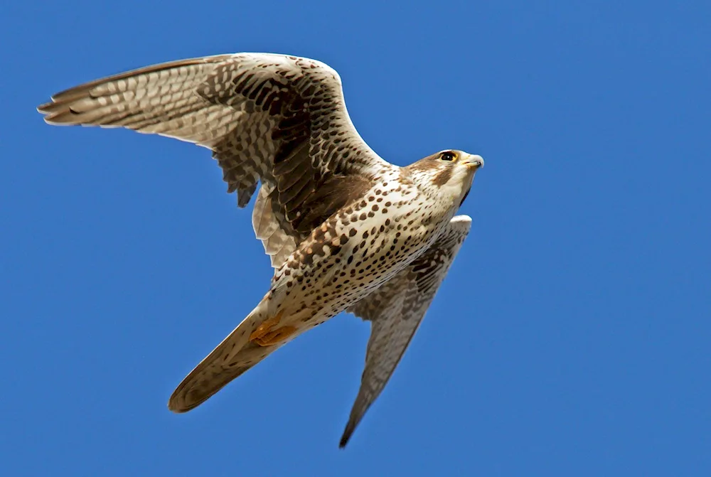 Falcon Phoenix hawkEagle hawk
