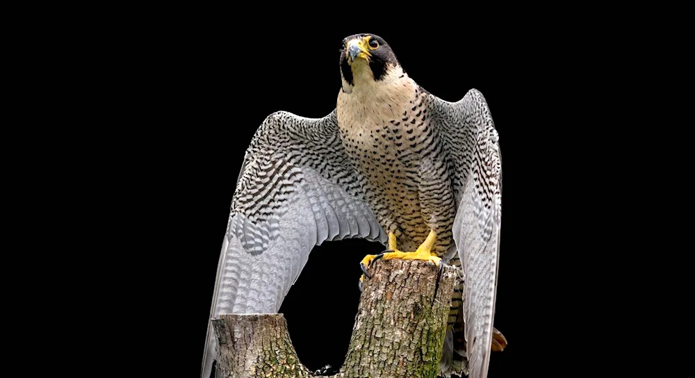 Kamchatka Falcon Gyrfalcon