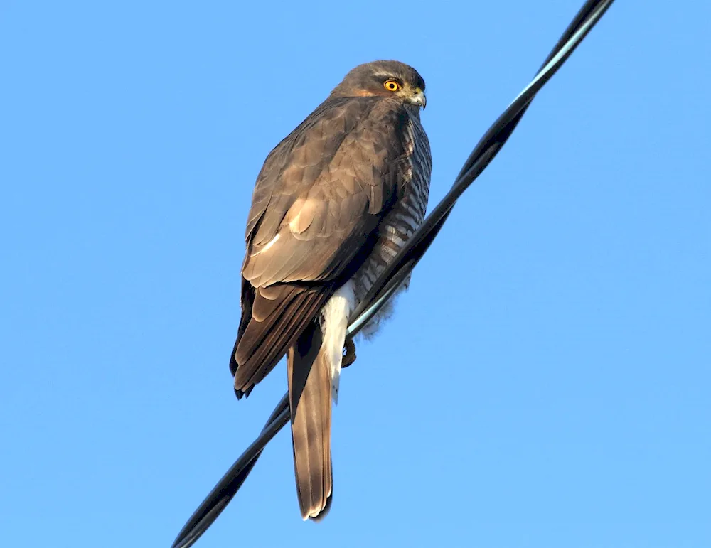 Fauna of the Zhigulevsky Reserve