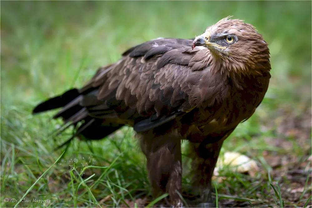 Birds of prey of Udmurtia