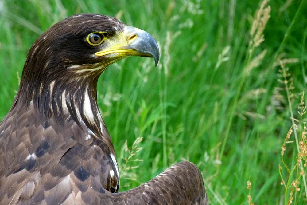 Birds of prey of Ukraine