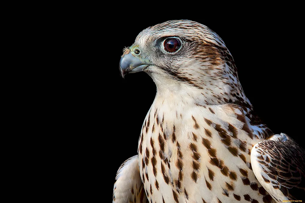 Birds of prey in flight