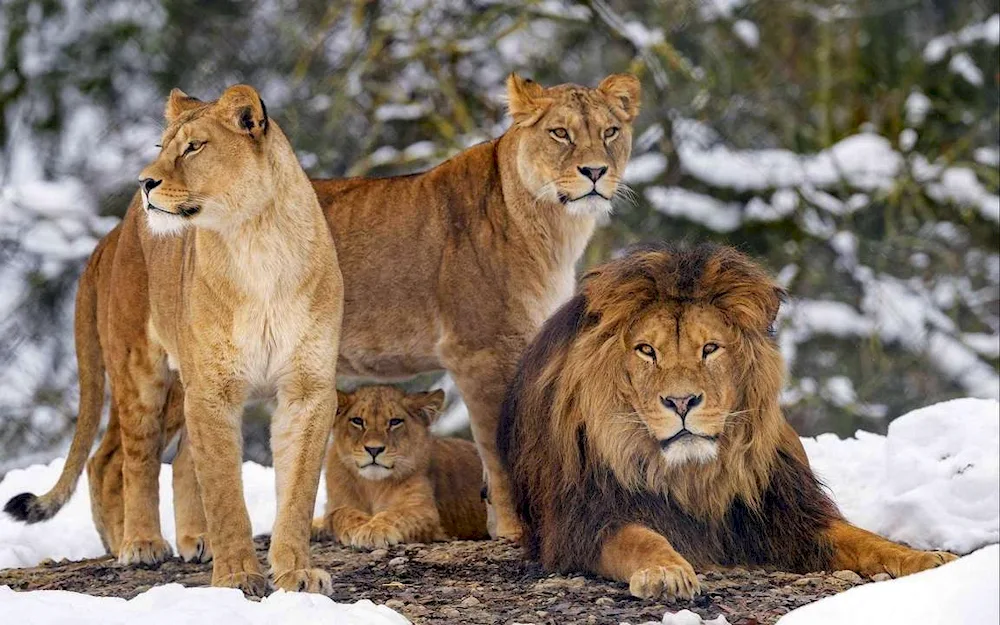 Lion lioness and lion cub