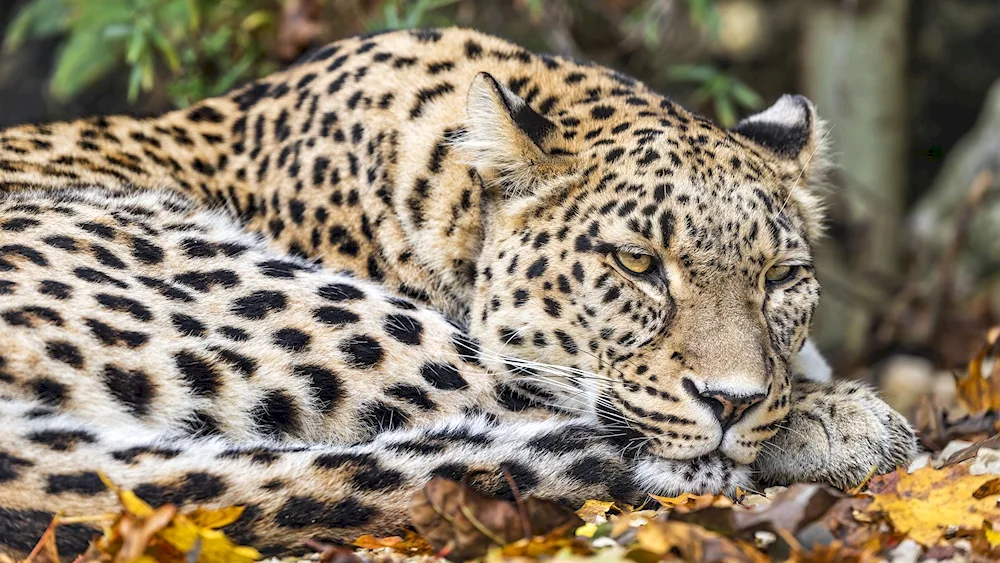 Smoky leopard Neofelis nebulosa