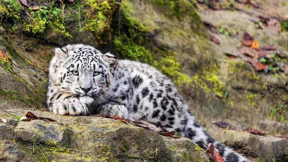 Snow Leopard Jaguar Bars