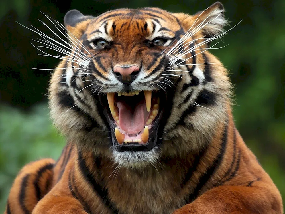 Predatory animals tiger scalp