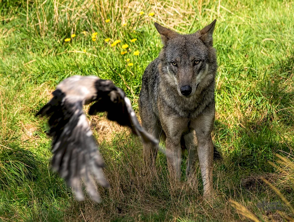 Predatory animal wolves