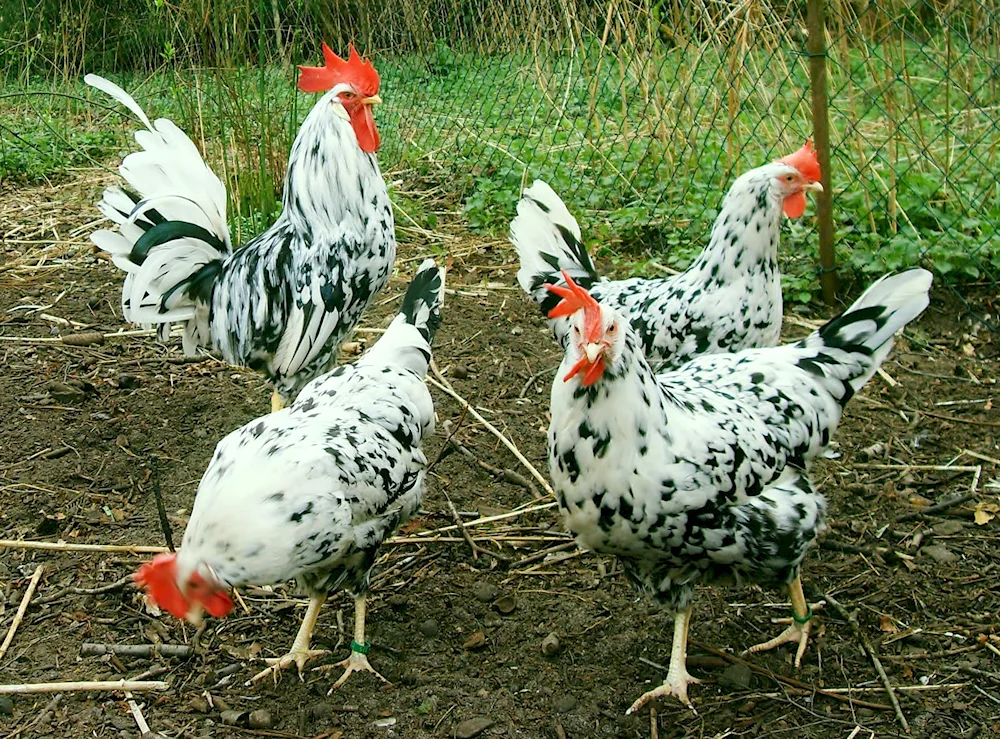 Viandot golden black-capped hens