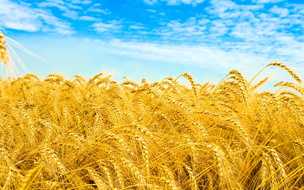 Bread fields of Krasnodar Krai