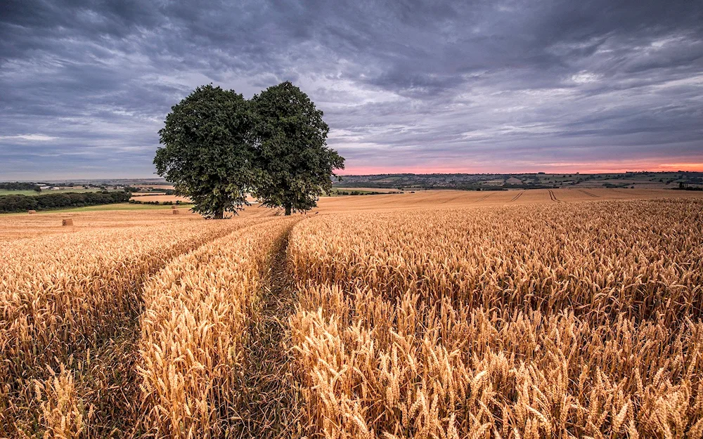 Winter wheat Kavalerka