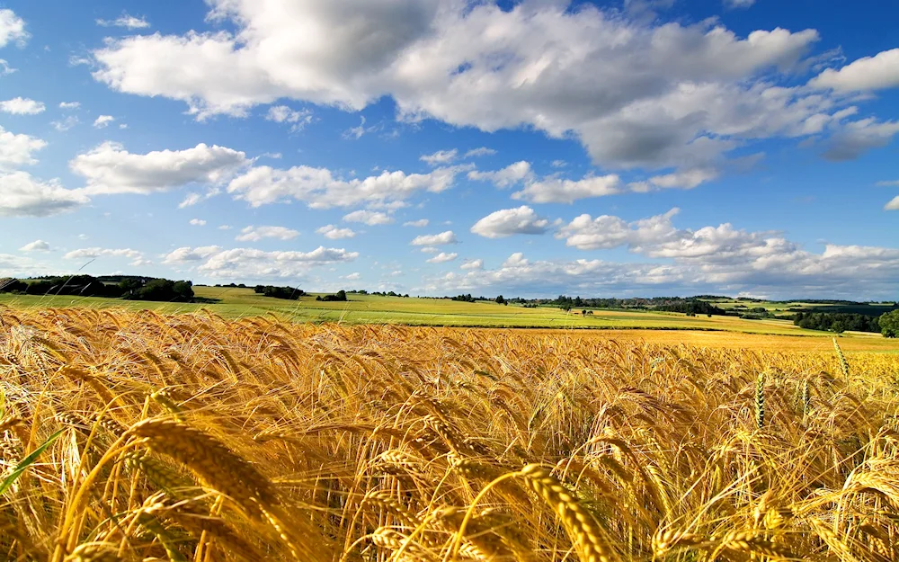 Wheat field