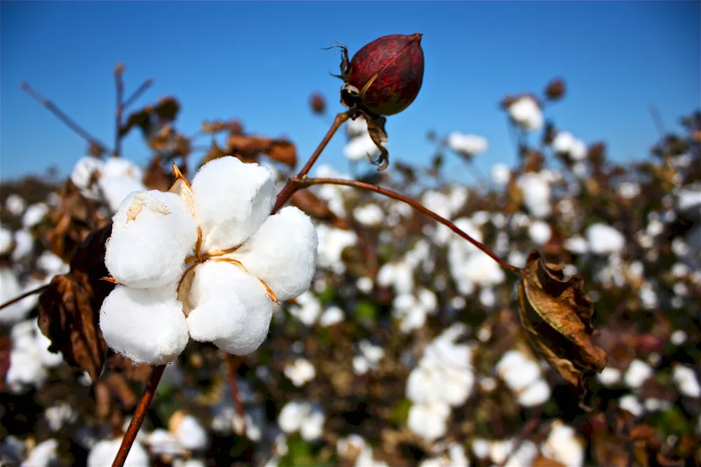 Gossypium cotton