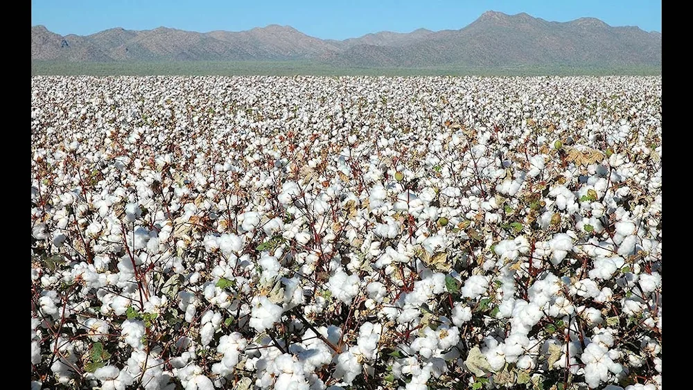 Cotton plantation