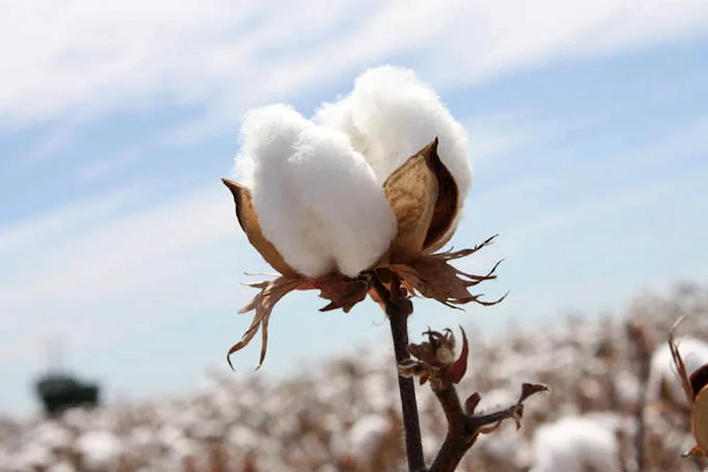 Cotton plant