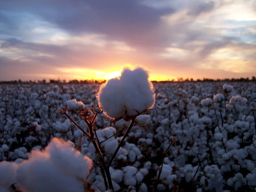 Common cotton plantation