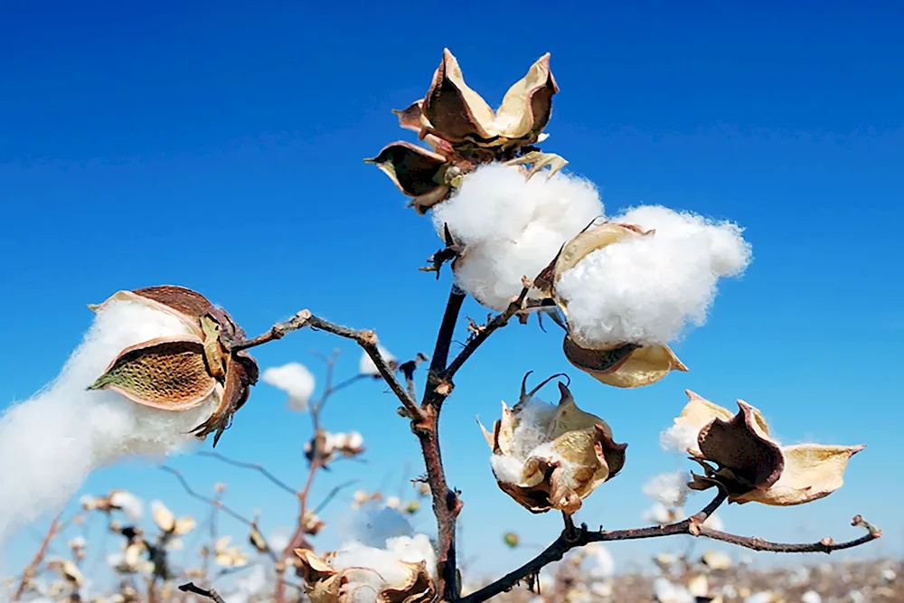 Cotton flower.