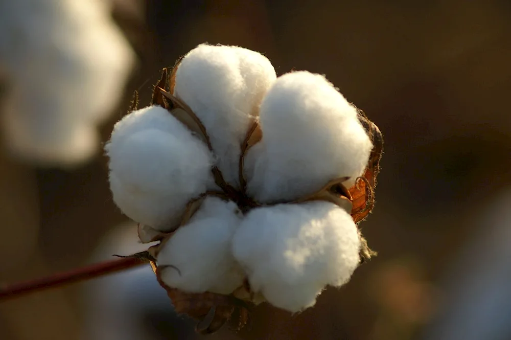 Cotton Indochinese